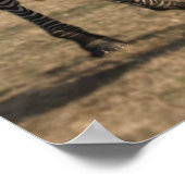Zebra Foal und Mutterposter Poster (Ecke)