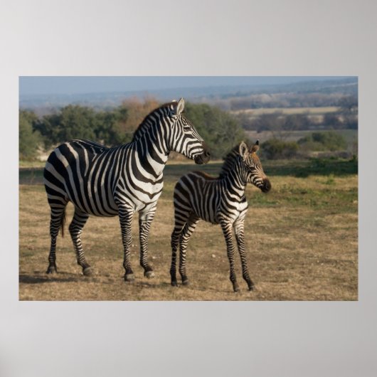 Zebra Foal und Mutterposter Poster (Vorne)