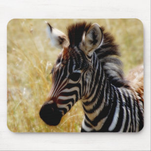 Zebra-Fohlenwild lebende tiere mousepads