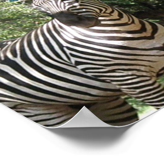 Zebra Foto Design Print Poster (Ecke)