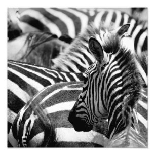 Zebra-Foto Fotodruck