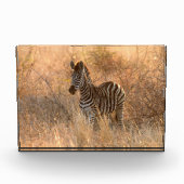 Zebra foto in Morgensonnenaufgang Foto (Vorderseite)