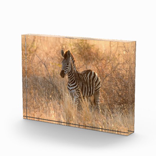 Zebra foto in Morgensonnenaufgang Foto (Rechts)