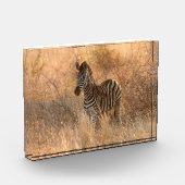 Zebra foto in Morgensonnenaufgang Foto (Links)