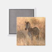 Zebra foto in Morgensonnenaufgang Foto Magnet (Vorderseite/Rückseite)