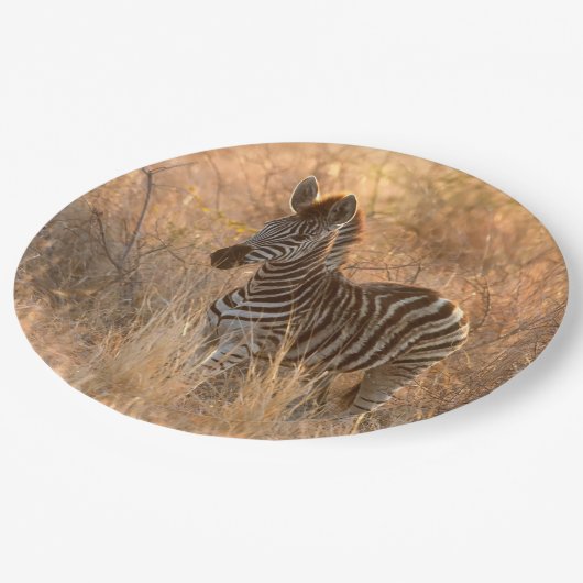 Zebra foto in Morgensonnenaufgang Foto Pappteller (Schrägansicht)