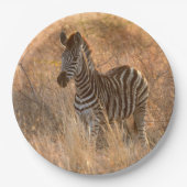 Zebra foto in Morgensonnenaufgang Foto Pappteller (Vorderseite)