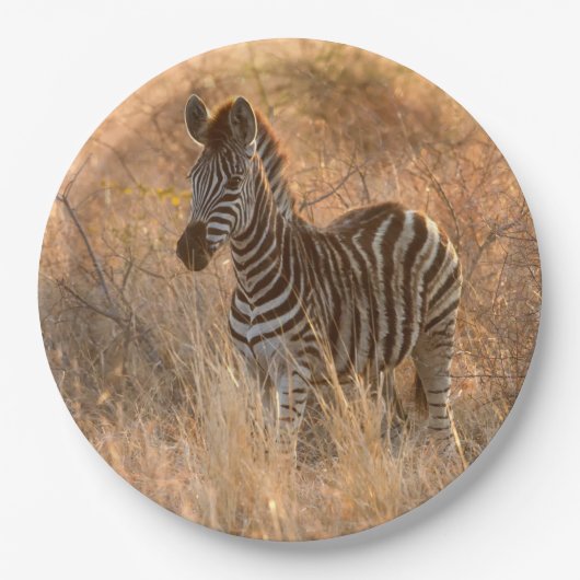 Zebra foto in Morgensonnenaufgang Foto Pappteller (Vorderseite)