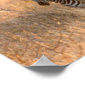 Zebra foto in Morgensonnenaufgang Foto Poster (Ecke)