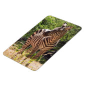 Zebra Foto Magnet (Linke Seite)
