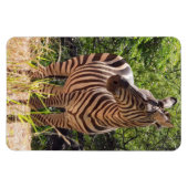 Zebra Foto Magnet (Horizontal)