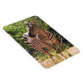 Zebra Foto Magnet (Rechte Seite)