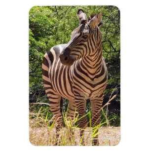 Zebra Foto Magnet
