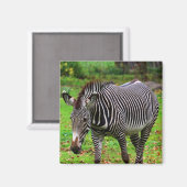 Zebra Foto Magnet (Vorderseite/Rückseite)