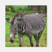 Zebra Foto Magnet (Vorne)