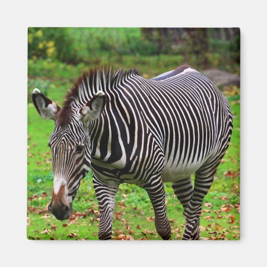 Zebra Foto Magnet (Vorne)