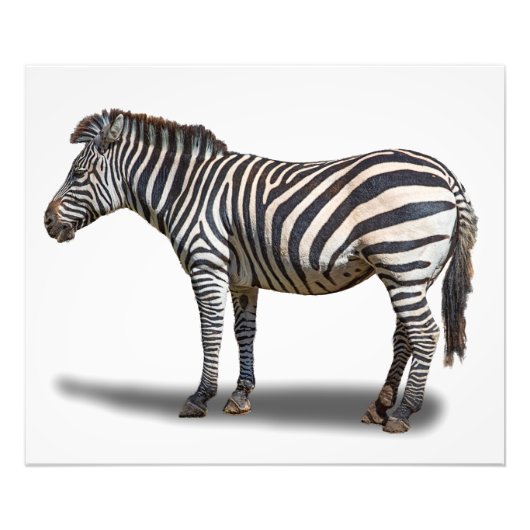 ZEBRA FOTODRUCK (Vorne)