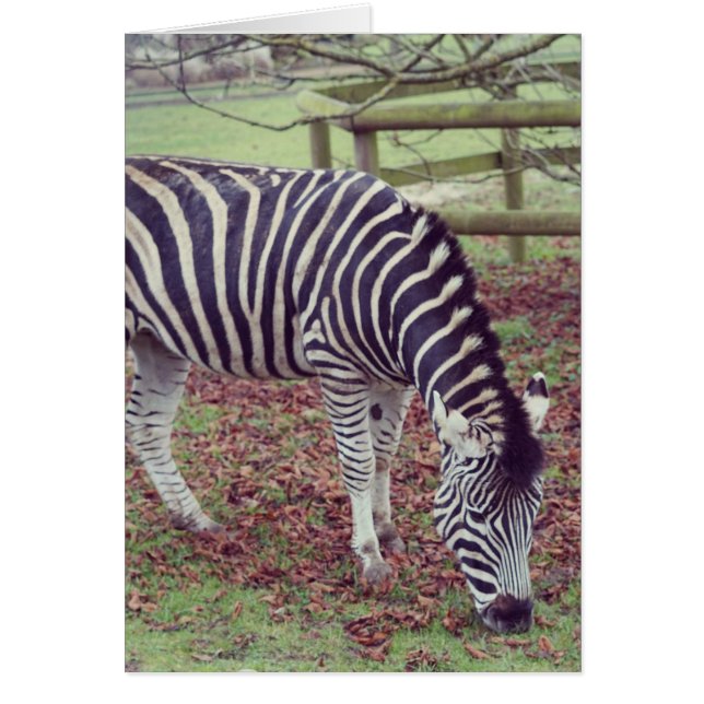 Zebra Fotografie (Vorne)
