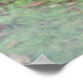 Zebra Fotografie Poster (Ecke)