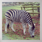 Zebra Fotografie Poster (Vorne)
