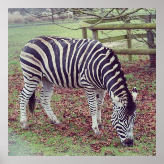 Zebra Fotografie Poster (Vorne)