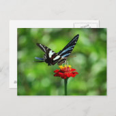 Zebra Frack Butterfly auf der Roten Zinnia Postkar Postkarte (Vorne/Hinten)