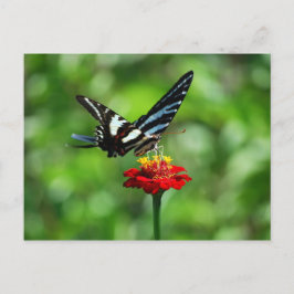 Zebra Frack Butterfly auf der Roten Zinnia Postkar Postkarte