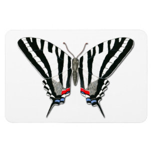 Zebra Frack Butterfly Flexi Magnet