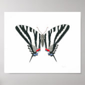 Zebra Frack Butterfly Kunstdrucken Poster (Vorne)