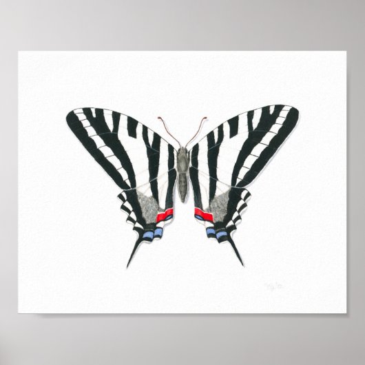 Zebra Frack Butterfly Kunstdrucken Poster (Vorne)