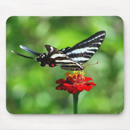 Zebra Frack Butterfly Mousepad (Vorne)