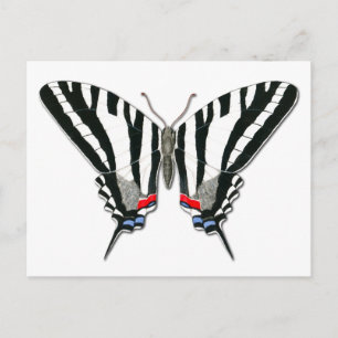Zebra Frack Butterfly Postcard Postkarte