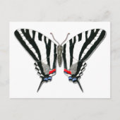 Zebra Frack Butterfly Postcard Postkarte (Vorderseite)