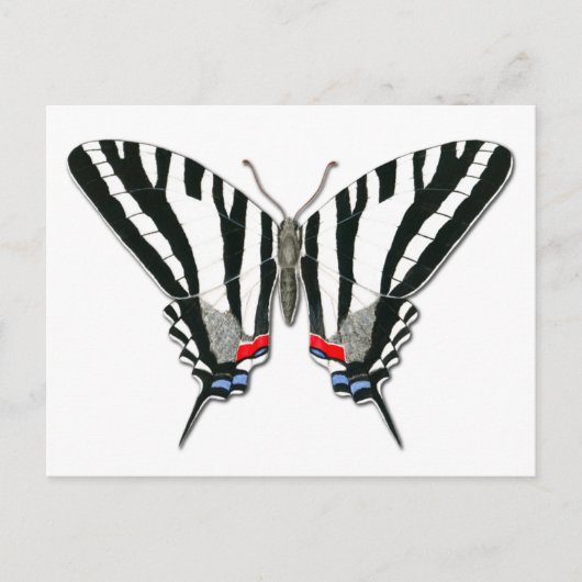 Zebra Frack Butterfly Postcard Postkarte (Vorderseite)