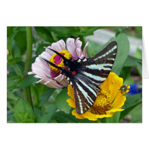 Zebra Frack+Japanischer Käfer