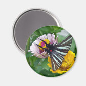 Zebra Frack+Japanischer Käfer Magnet (Vorderseite/Rückseite)