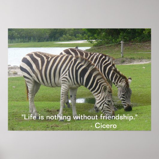Zebra Friendship Poster (Vorne)