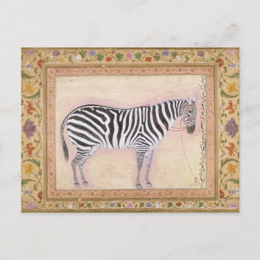 Zebra, from the Minto Album, 1621 Postkarte (Vorderseite)