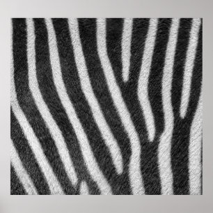 Zebra Fur Tiermuster Poster