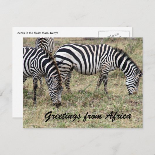 Zebra fütternd postkarte (Vorne/Hinten)