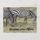 Zebra fütternd postkarte (Vorderseite)