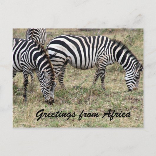 Zebra fütternd postkarte (Vorderseite)