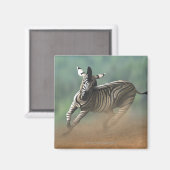 Zebra galoppiert über die Wüstenlandschaft. Magnet (Vorderseite/Rückseite)
