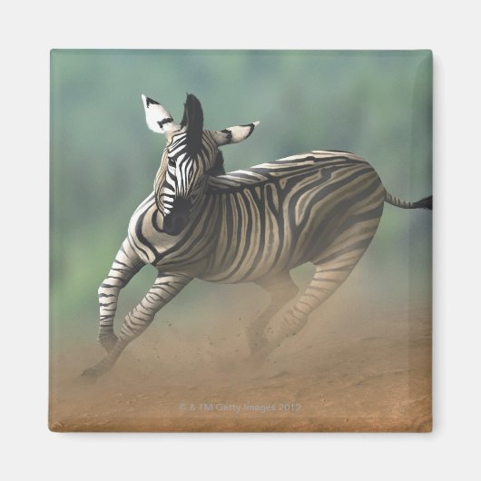 Zebra galoppiert über die Wüstenlandschaft. Magnet (Vorne)