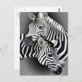 Zebra Geschenke Postkarte (Vorne/Hinten)