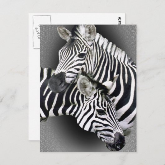 Zebra Geschenke Postkarte (Vorne/Hinten)