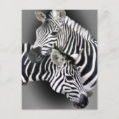 Zebra Geschenke Postkarte (Vorderseite)