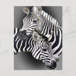 Zebra Geschenke Postkarte