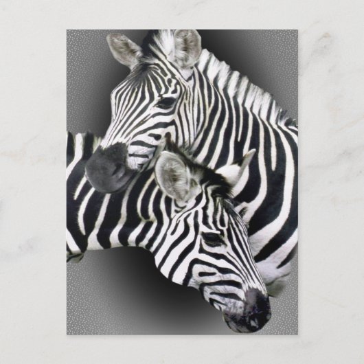 Zebra Geschenke Postkarte (Vorderseite)
