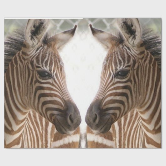 Zebra Geschenkpapier (Flach)